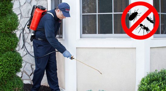 Boyalık Hamam Böceği İlaçlama böcek ilaçlama ve haşere kontrolü — ilaclama-tr.com
